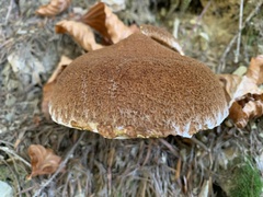 Suillus cavipes