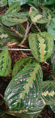 Maranta