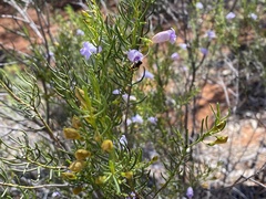 Eremophila ionantha