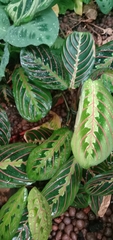 Maranta