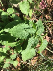 Lamium