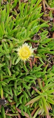 Carpobrotus edulis edulis
