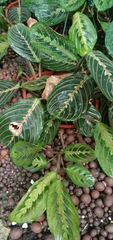 Maranta