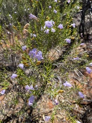 Eremophila ionantha
