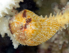 Pteriidae