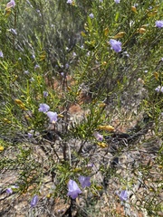 Eremophila ionantha