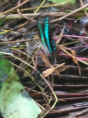 Graphium teredon