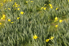 Narcissus