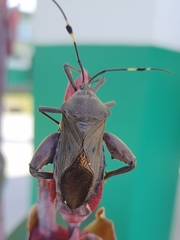 Pachylis laticornis