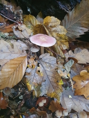 Mycena rosea