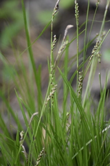 Carex pediformis