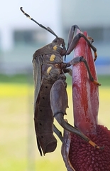 Pachylis laticornis