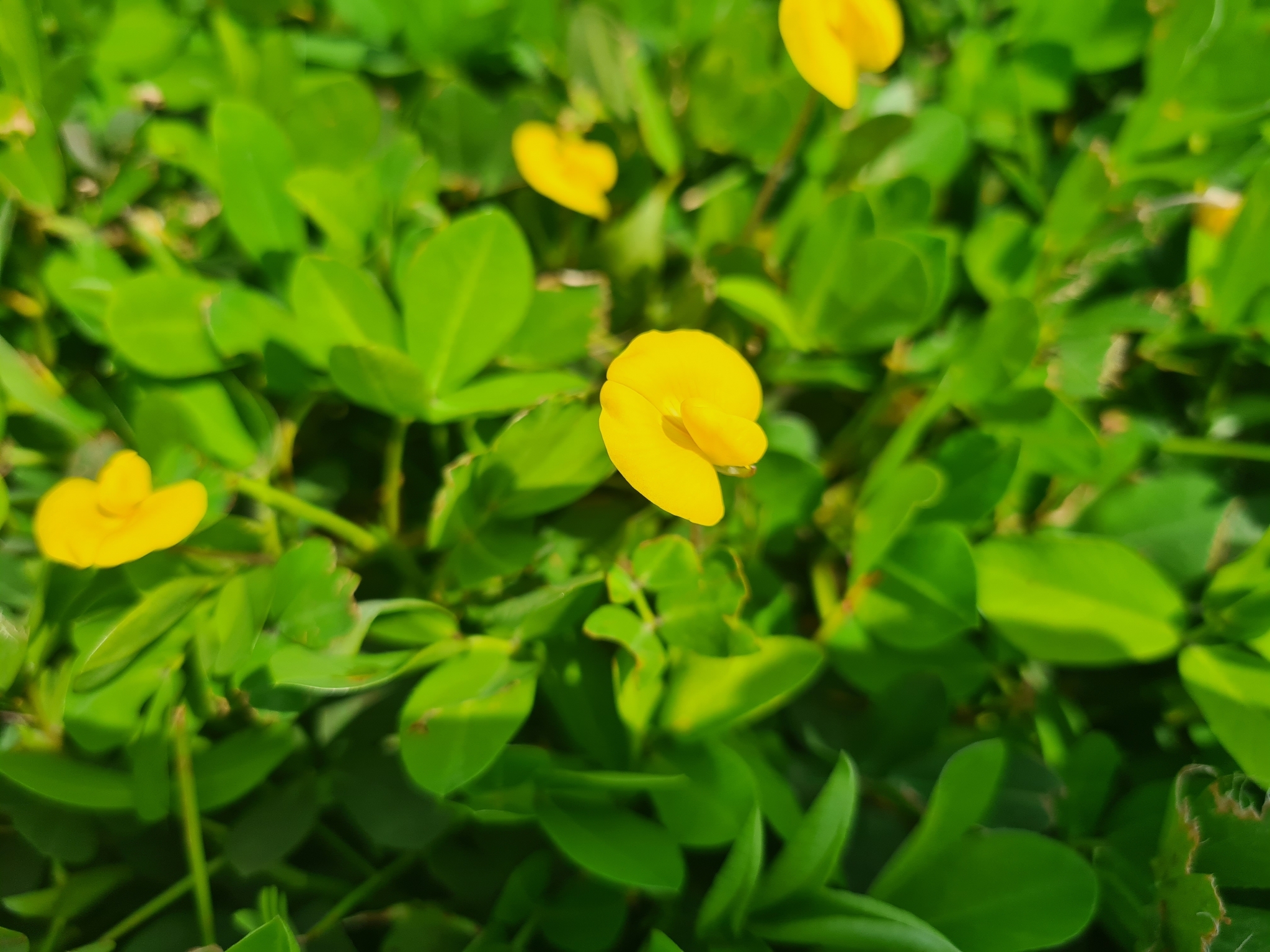 Arachis pintoi