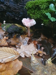 Mycena rosea