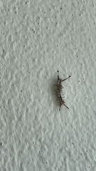 Dasychira meridionalis