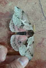 Dirphiopsis multicolor