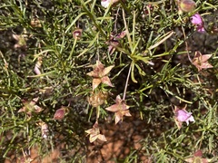 Eremophila metallicorum