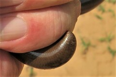 Afrotyphlops bibronii