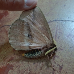 Dirphiopsis multicolor