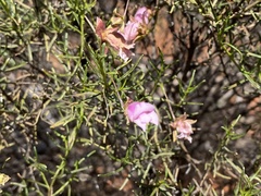 Eremophila metallicorum