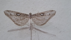 Macrosoma tipulata