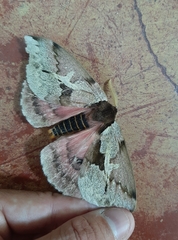 Dirphiopsis multicolor