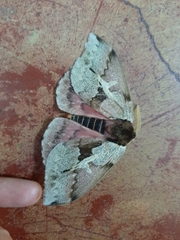 Dirphiopsis multicolor