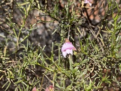 Eremophila metallicorum