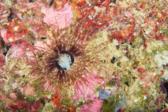 Cerianthus membranaceus