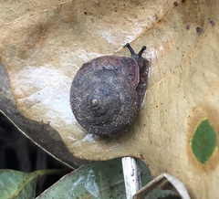 Xerotricha conspurcata