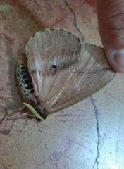 Dirphiopsis multicolor