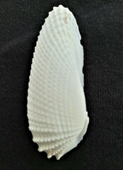 Cyrtopleura costata