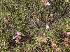 Eremophila metallicorum
