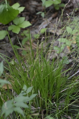 Carex pediformis