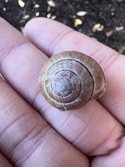 Cepaea nemoralis