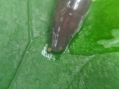 Uraeotyphlus
