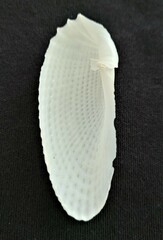 Cyrtopleura costata
