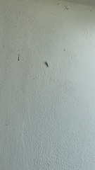 Dasychira meridionalis