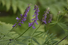 Vicia tenuifolia