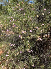 Eremophila metallicorum