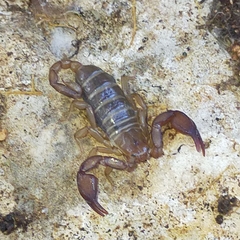 Euscorpius garganicus