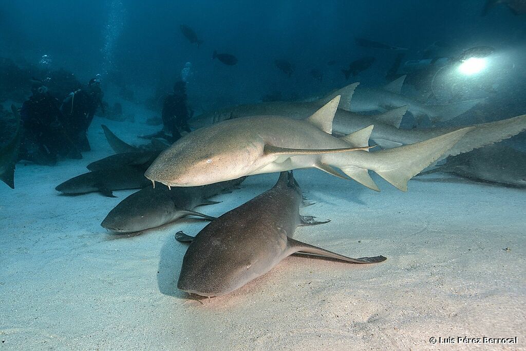Tawny Nurse Shark