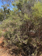 Eremophila metallicorum