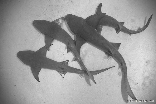 Tawny Nurse Shark, photo 4 of 8
