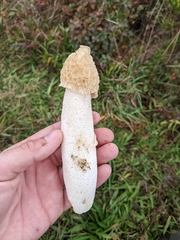 Phallus duplicatus