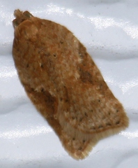 Acleris