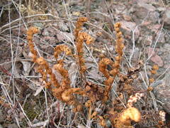 Paragymnopteris marantae marantae
