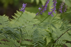 Vicia tenuifolia