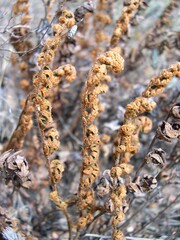 Paragymnopteris marantae marantae