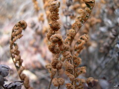 Paragymnopteris marantae marantae